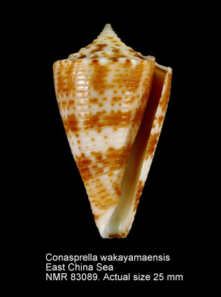 Conasprella wakayamaensis.jpg - Conasprella wakayamaensis (Kuroda,1956)